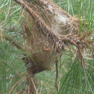Cocon de chenilles processionnaires a