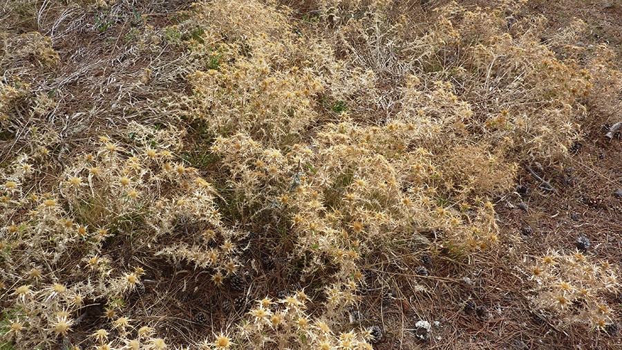 P1080266a