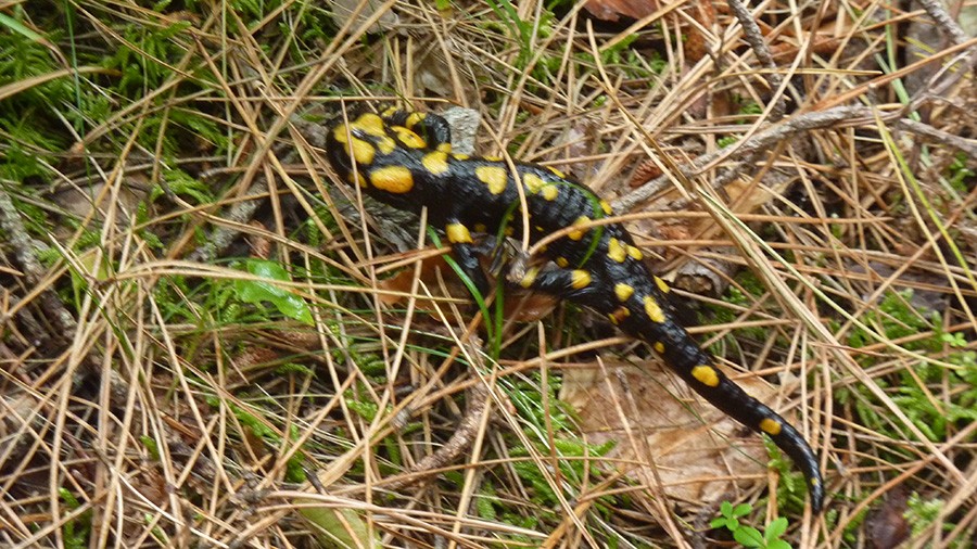 la salamandre