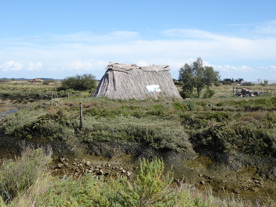 P1170932a